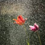 איך להשקות את הגינה ולחסוך במים